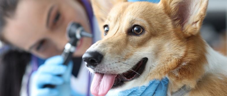 Veterinaria y Zootecnia: ¿Por qué es una profesión con tanta demanda?
